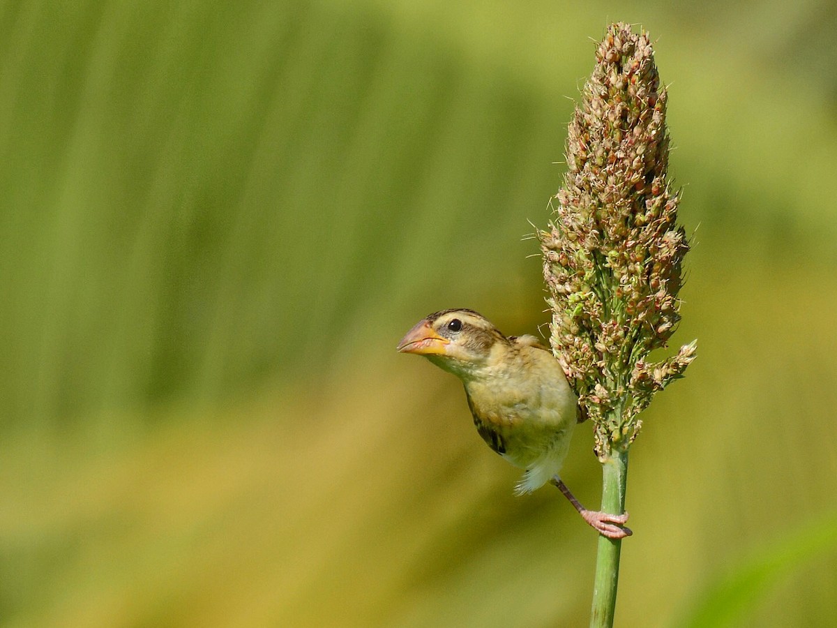 Baya Weaver - ML71056581