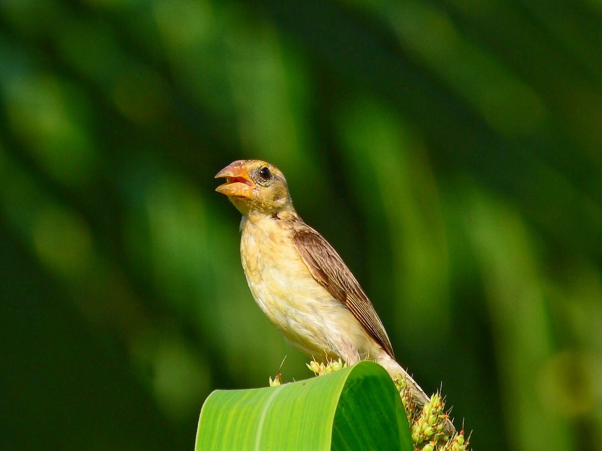 Baya Weaver - ML71056591