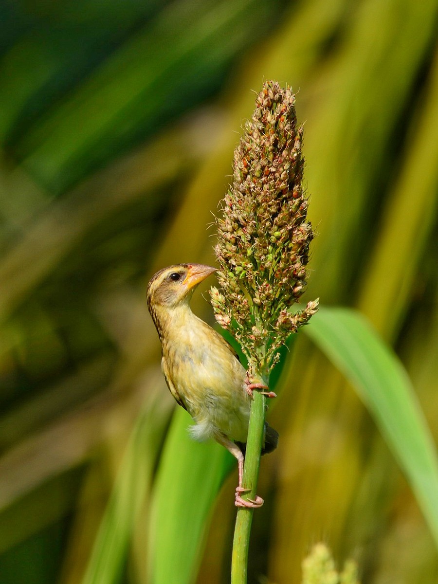 Baya Weaver - Renuka Vijayaraghavan