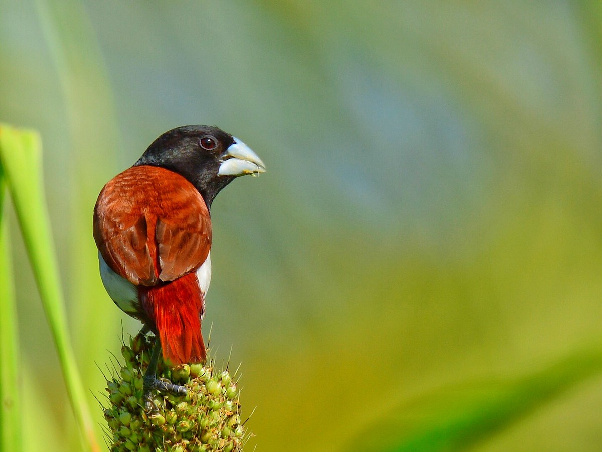 Tricolored Munia - Renuka Vijayaraghavan