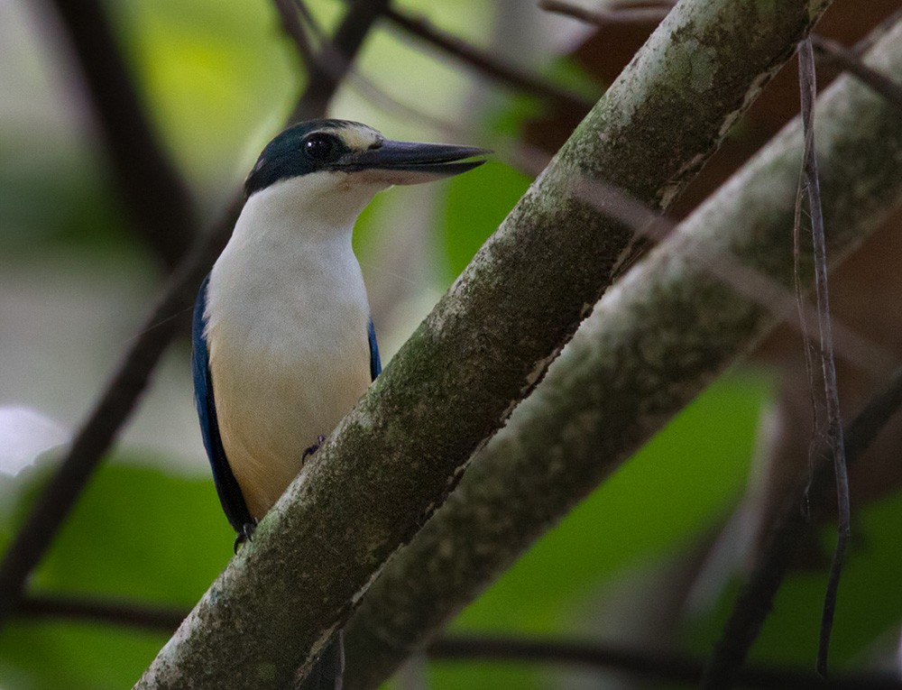 Melanesian Kingfisher (Dampier Straits) - Lars Petersson | My World of Bird Photography