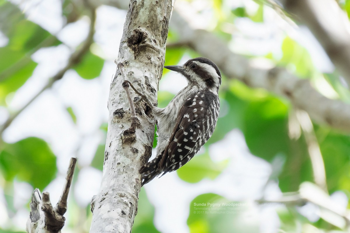 Sunda Pygmy Woodpecker - Natthaphat Chotjuckdikul
