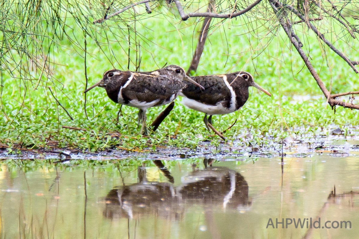 Australian Painted-Snipe - ML71057491