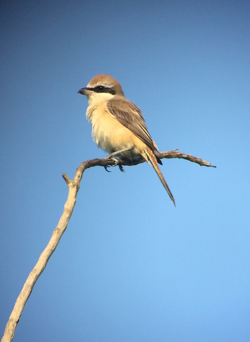 Brown Shrike - Martin Kennewell