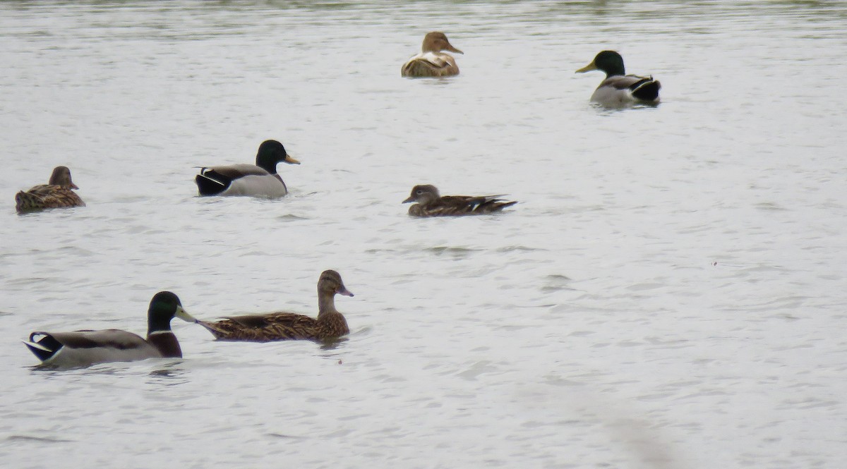 Mandarin Duck - ML71058781