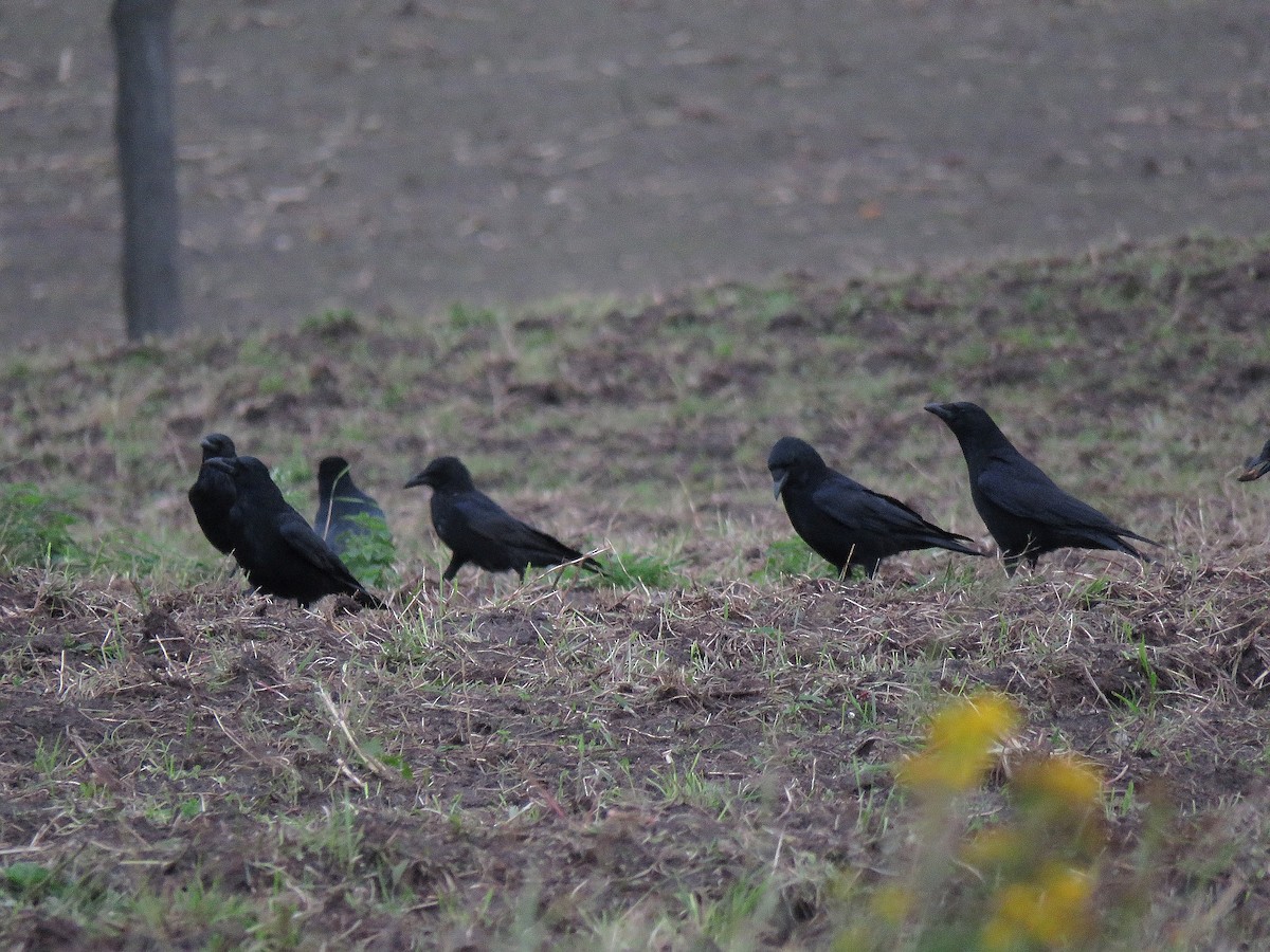 Carrion Crow - ML71058871