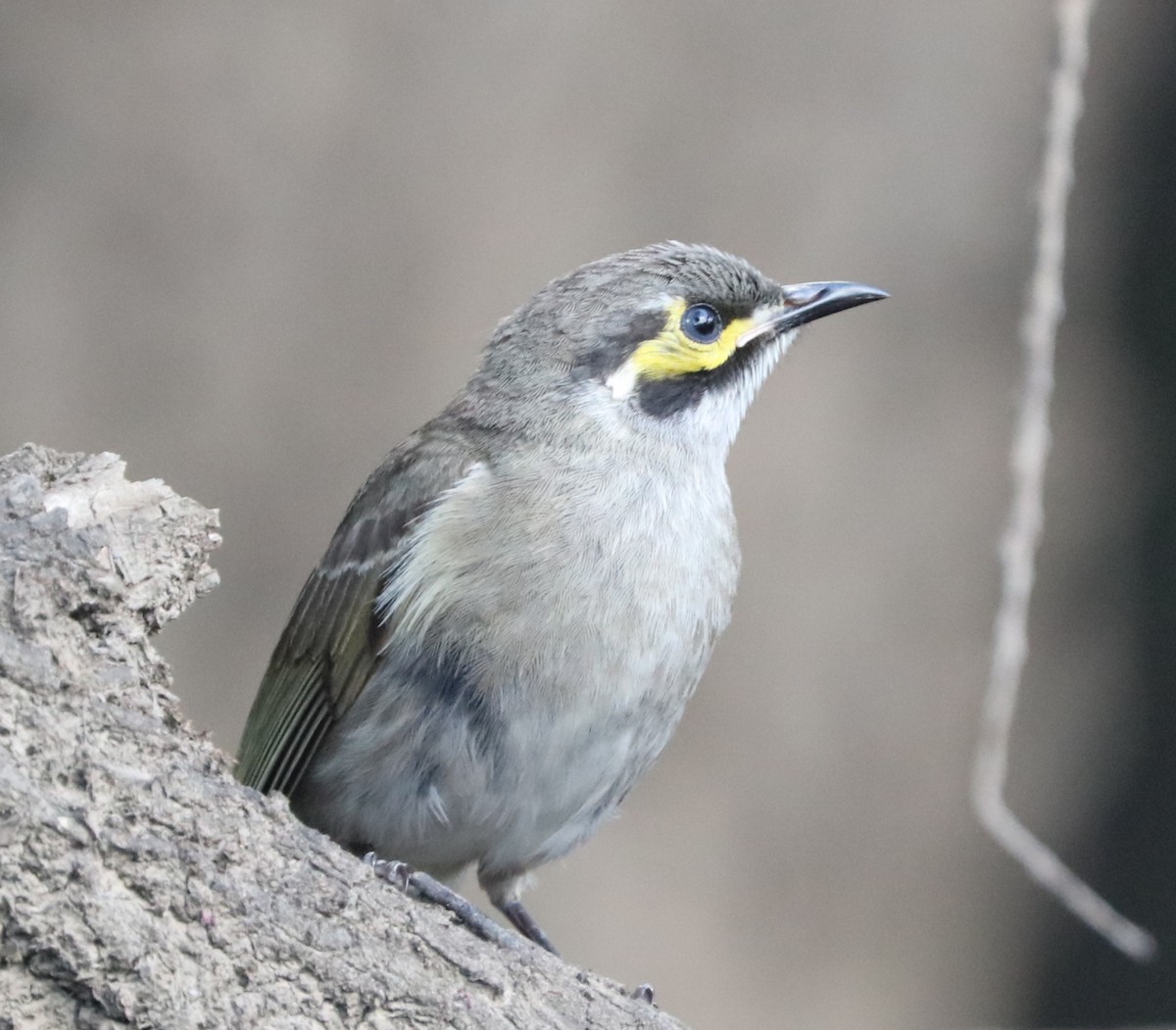 Mielero Carigualdo - ML71059191