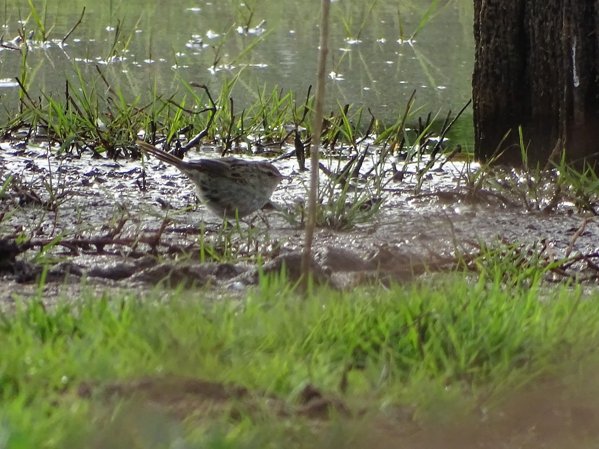 Little Grassbird - ML71059291