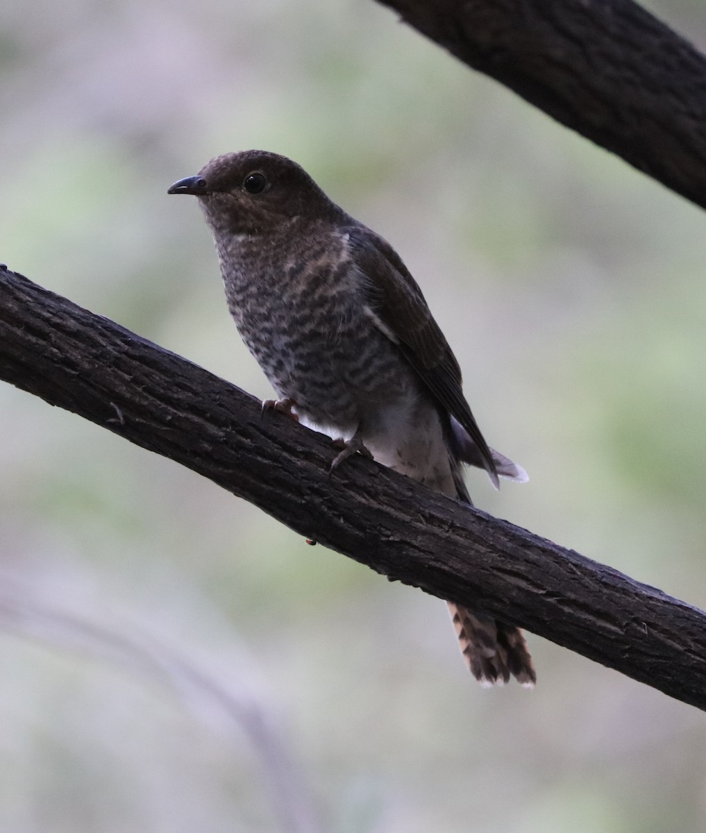 Fan-tailed Cuckoo - Cheryl McIntyre