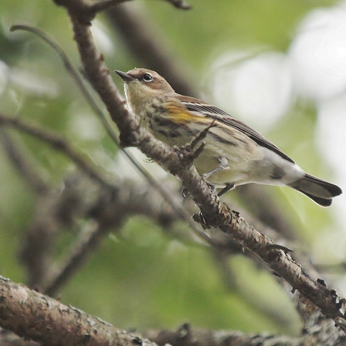 Yellow-rumped Warbler (Myrtle) - ML71059791
