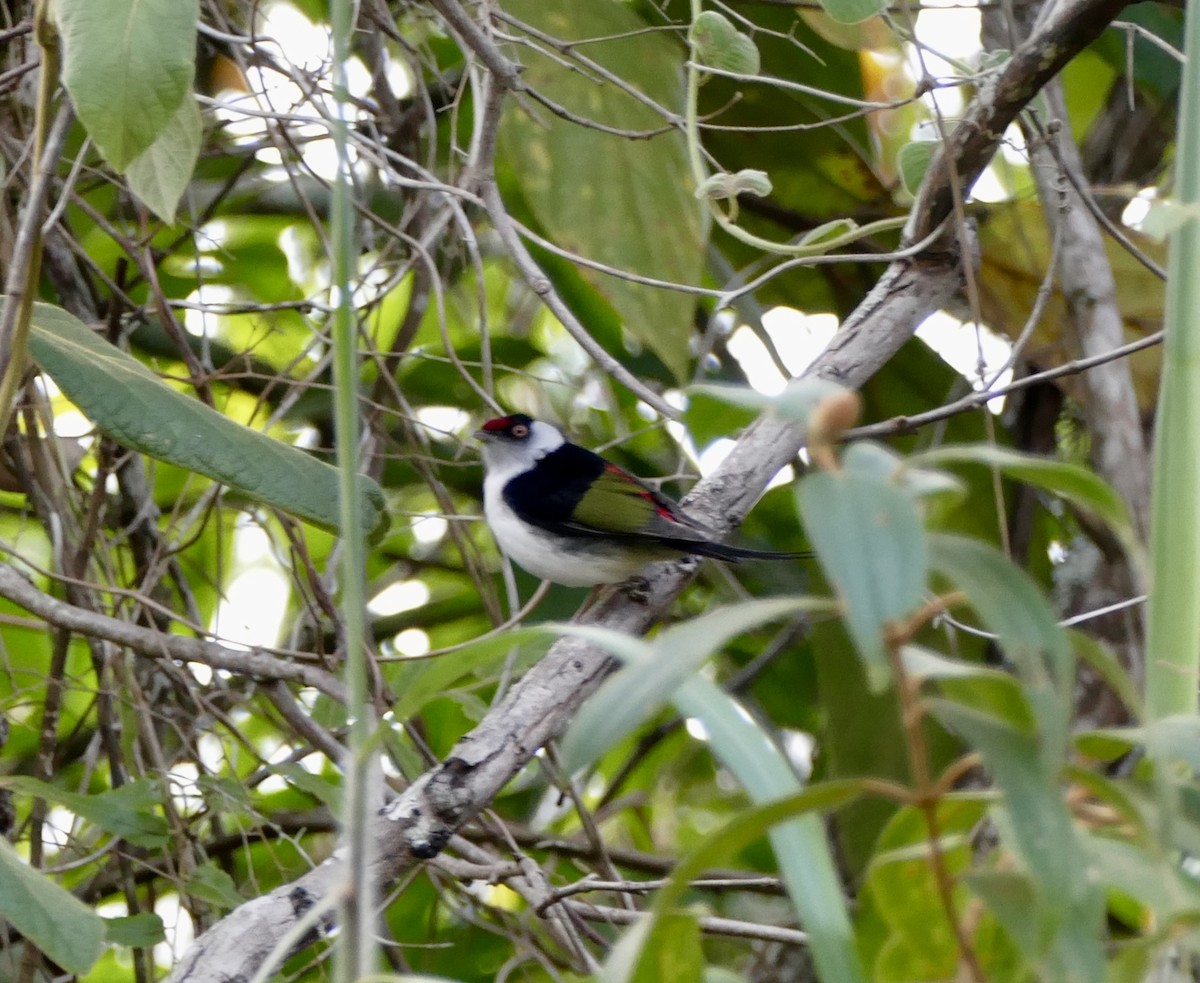 Pin-tailed Manakin - ML71061741