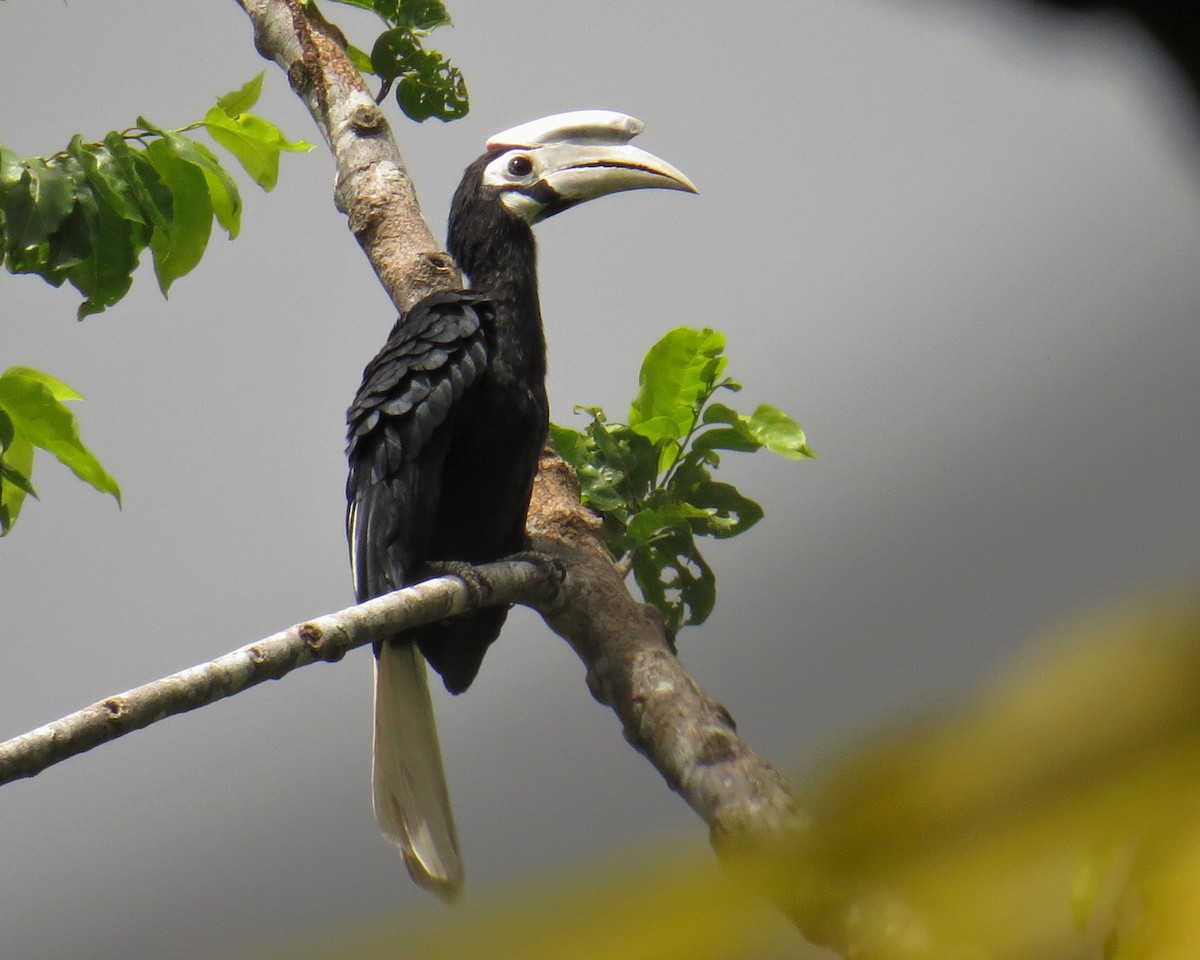 Palawan Hornbill - George Inocencio