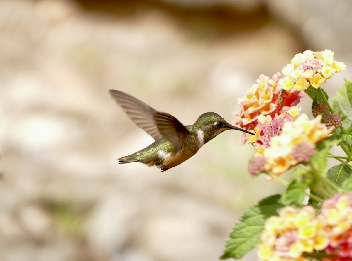 Colibri améthyste - ML71061851