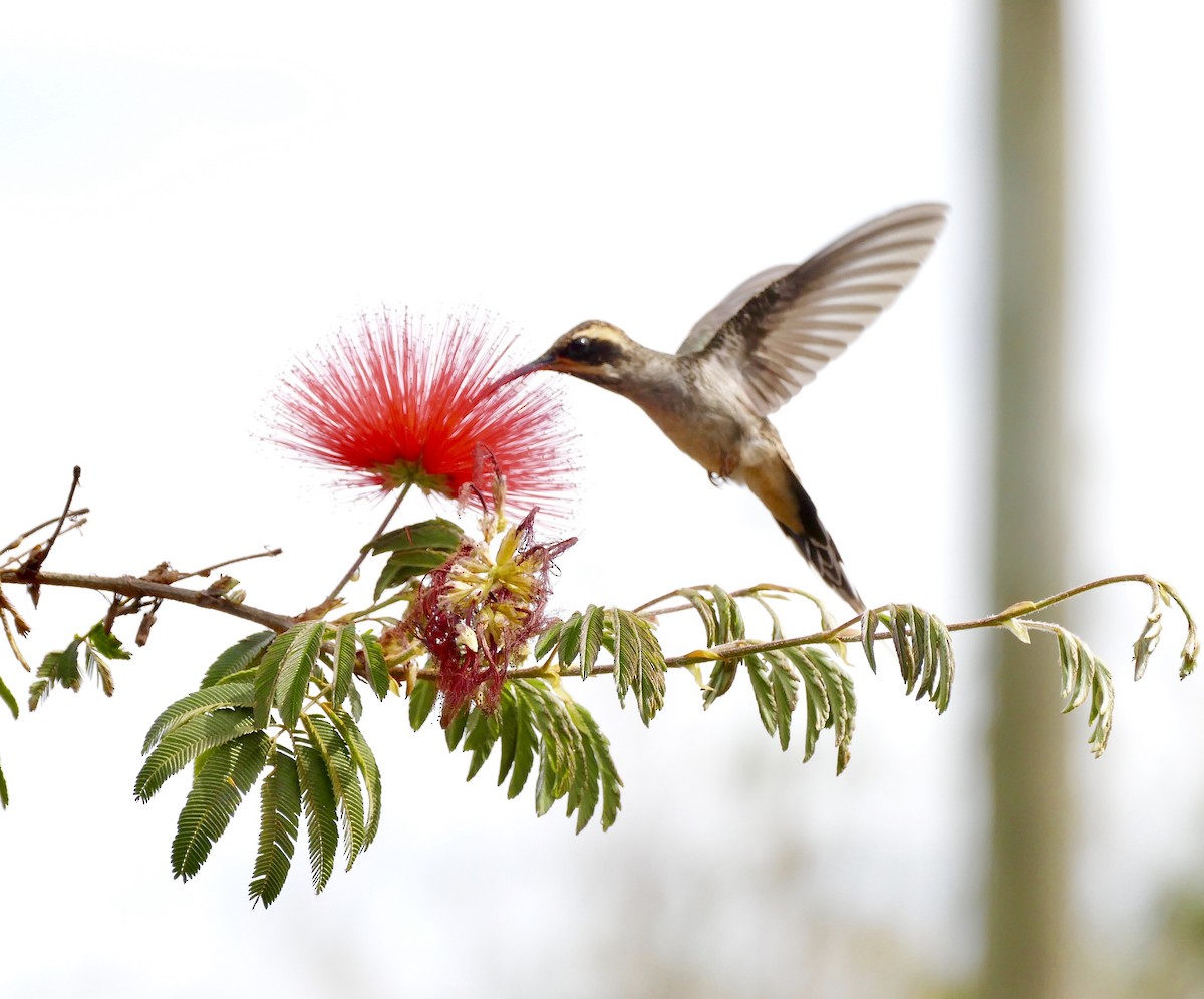 Чешуегорлый колибри-отшельник - ML71061871