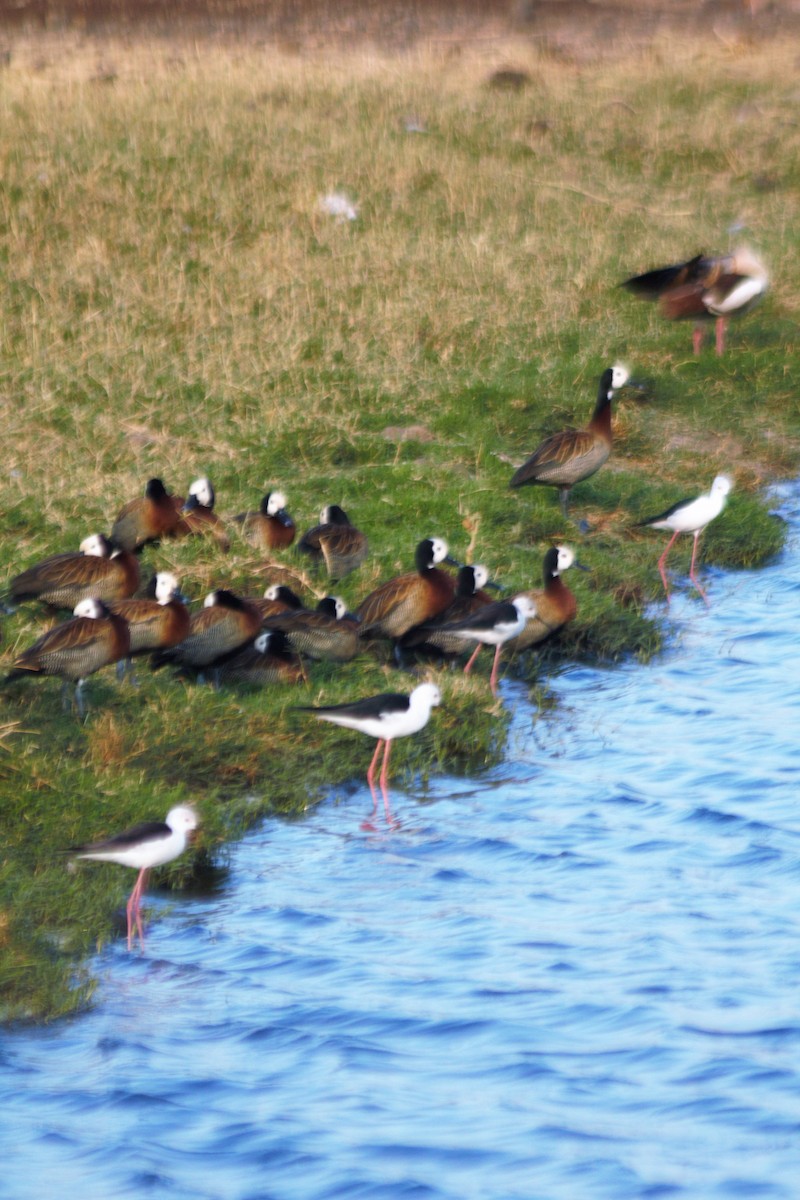 White-faced Whistling-Duck - ML71061891