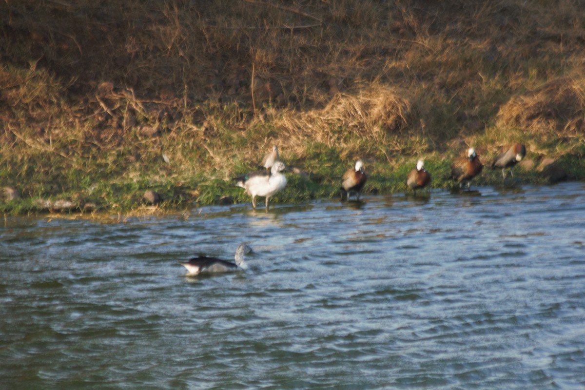 Knob-billed Duck - Pedro Cardia