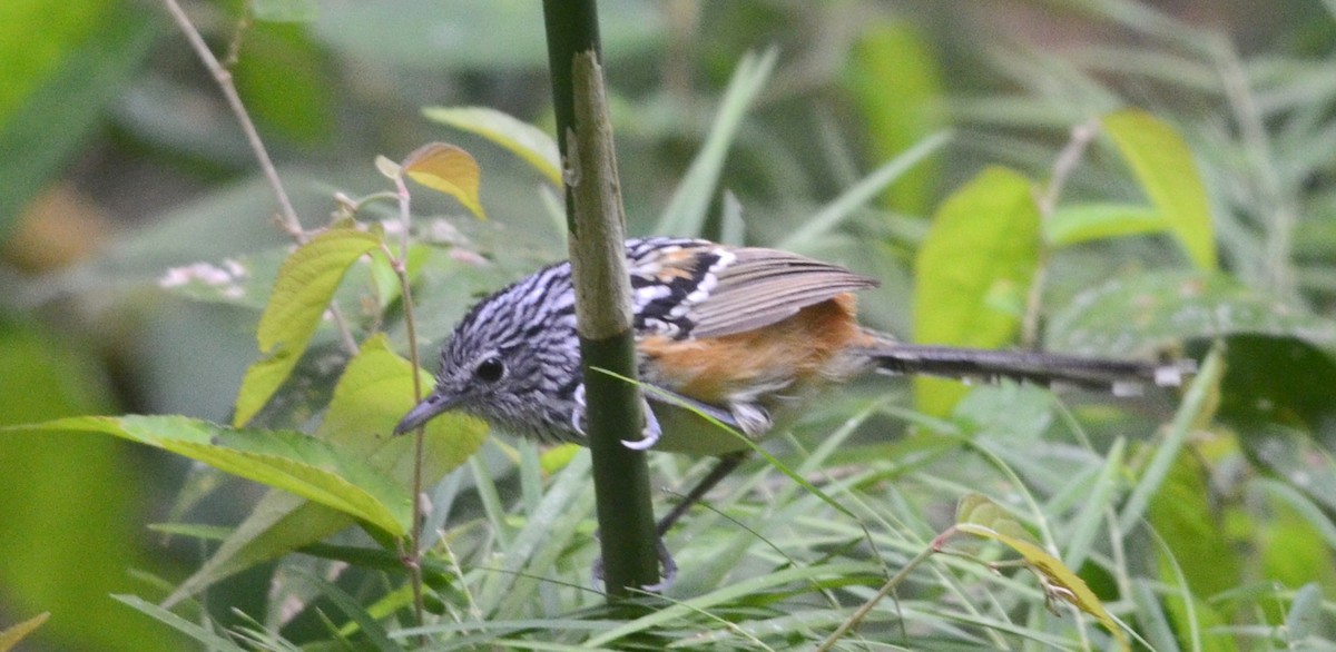 Klages's Antbird - Nikolaj Mølgaard Thomsen