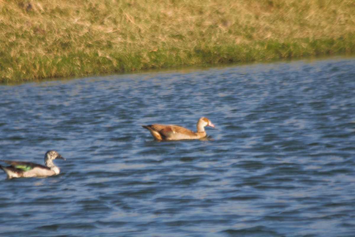 Egyptian Goose - ML71061941