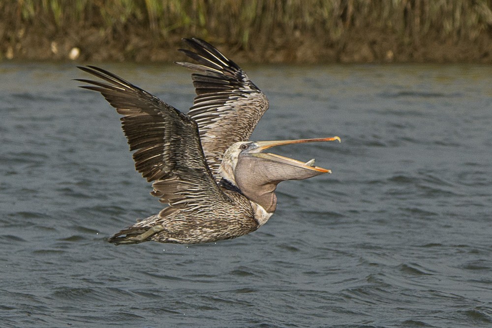 Brown Pelican - Aija Konrad