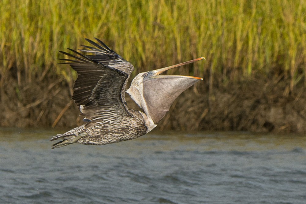 Brown Pelican - Aija Konrad