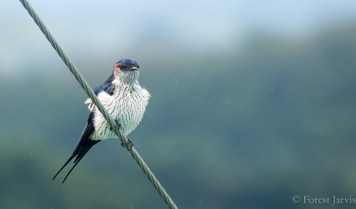 Eastern Red-rumped Swallow (Striated) - Forest Botial-Jarvis