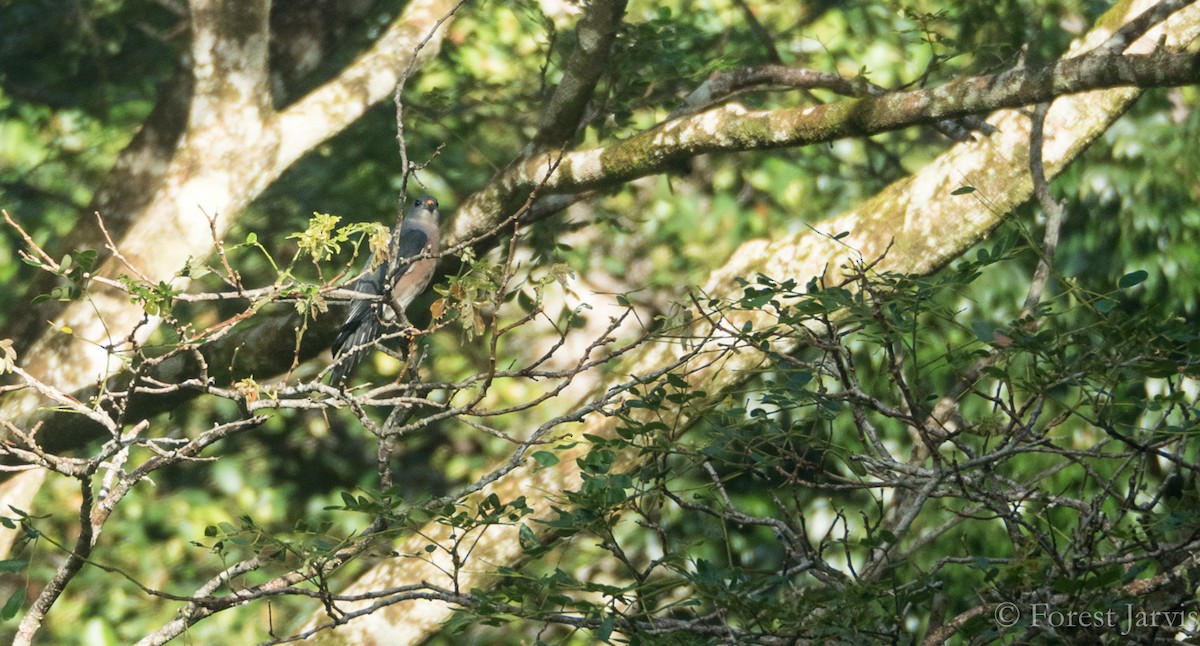 Chinese Sparrowhawk - ML71064221