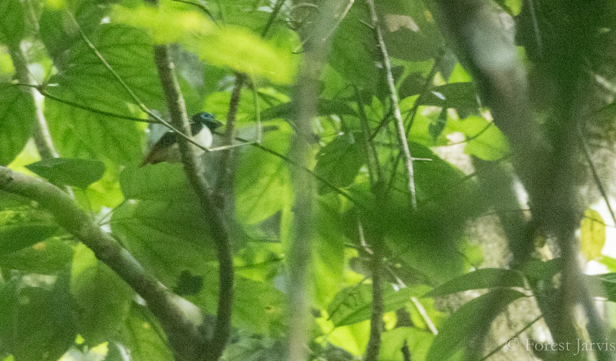 Visayan Broadbill - ML71064311