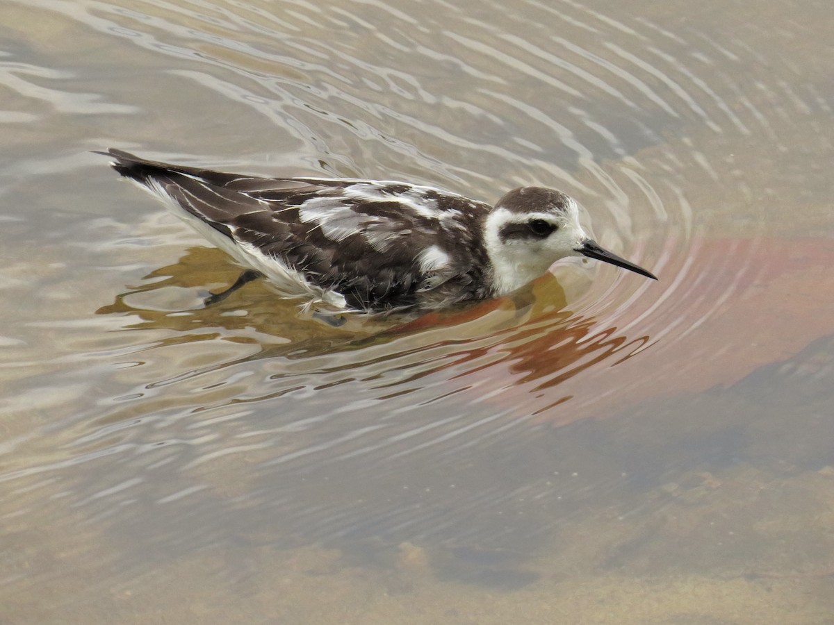 svømmesnipe - ML71064751