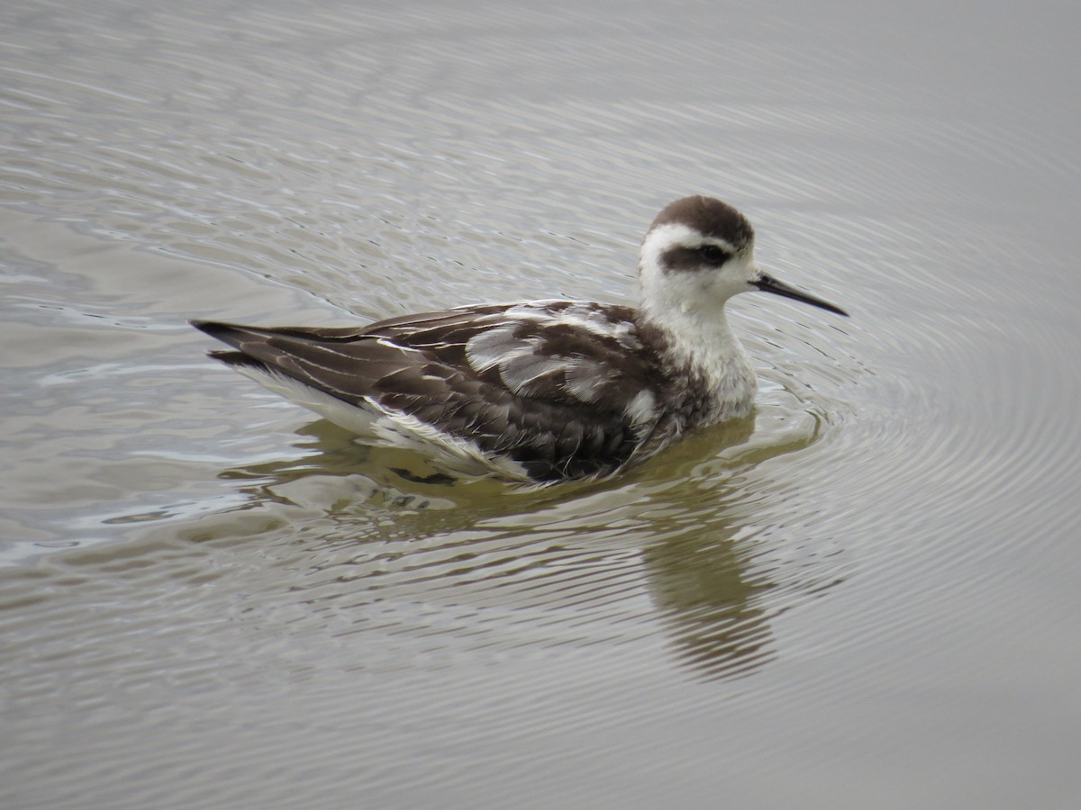 Red-necked Phalarope - ML71064831