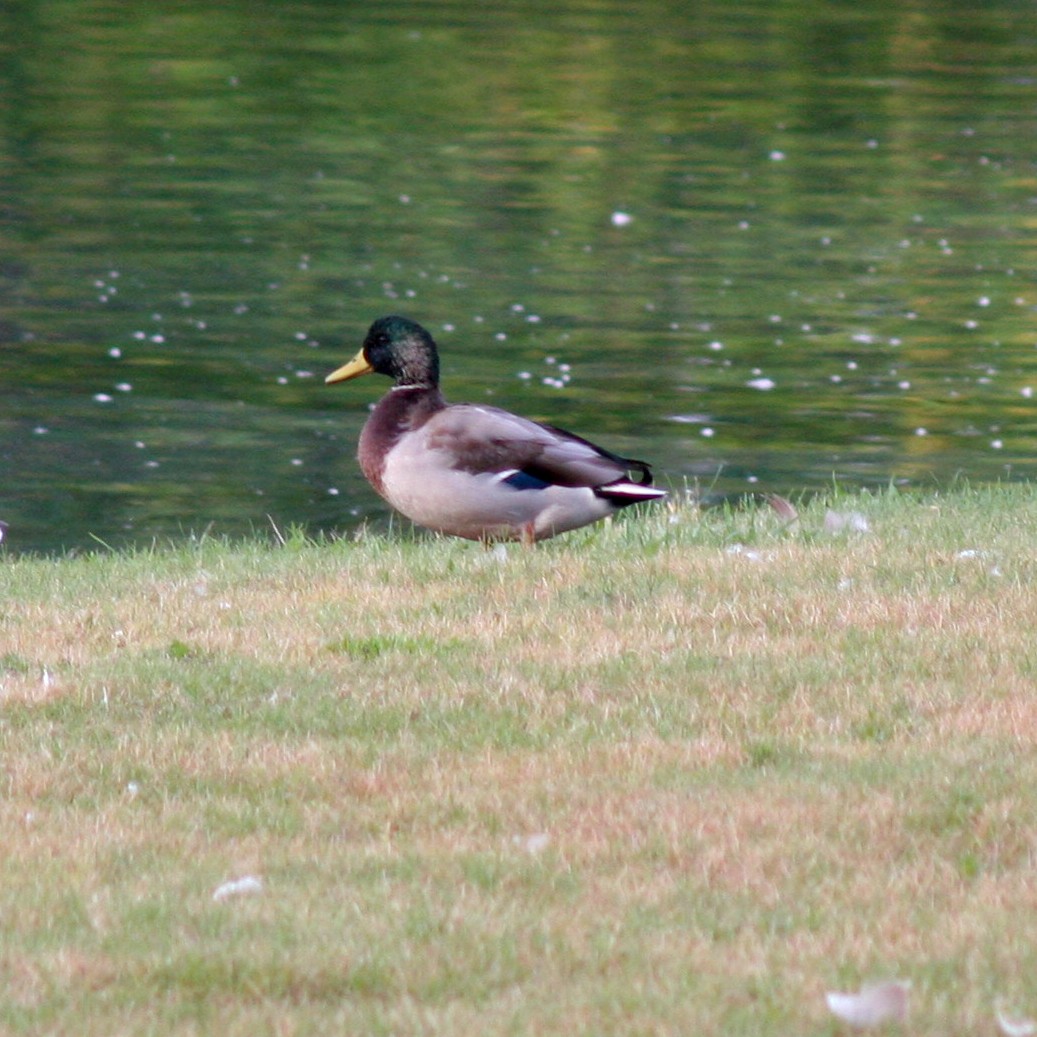 Canard colvert - ML71065071