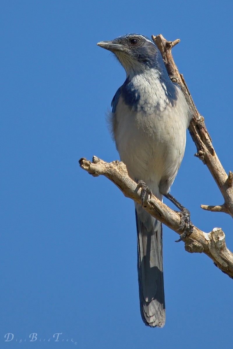 California Scrub-Jay - ML71065271