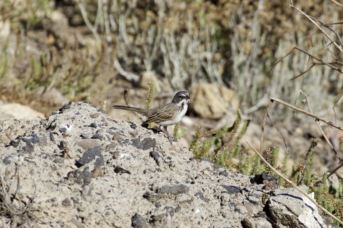 クロフヒメドリ（clementeae） - ML71065791