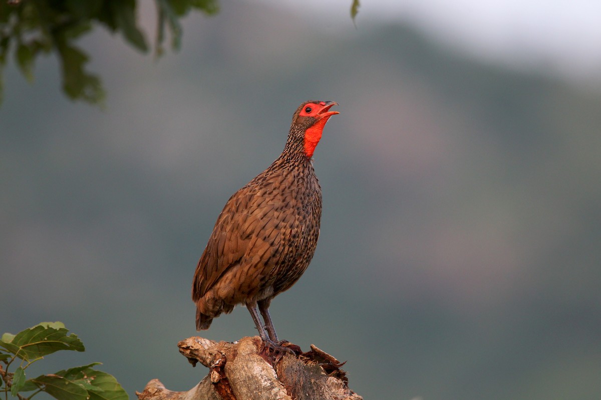 Swainson's Spurfowl - ML710681