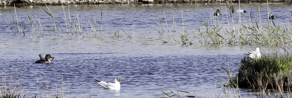 Common Goldeneye - ML71068571