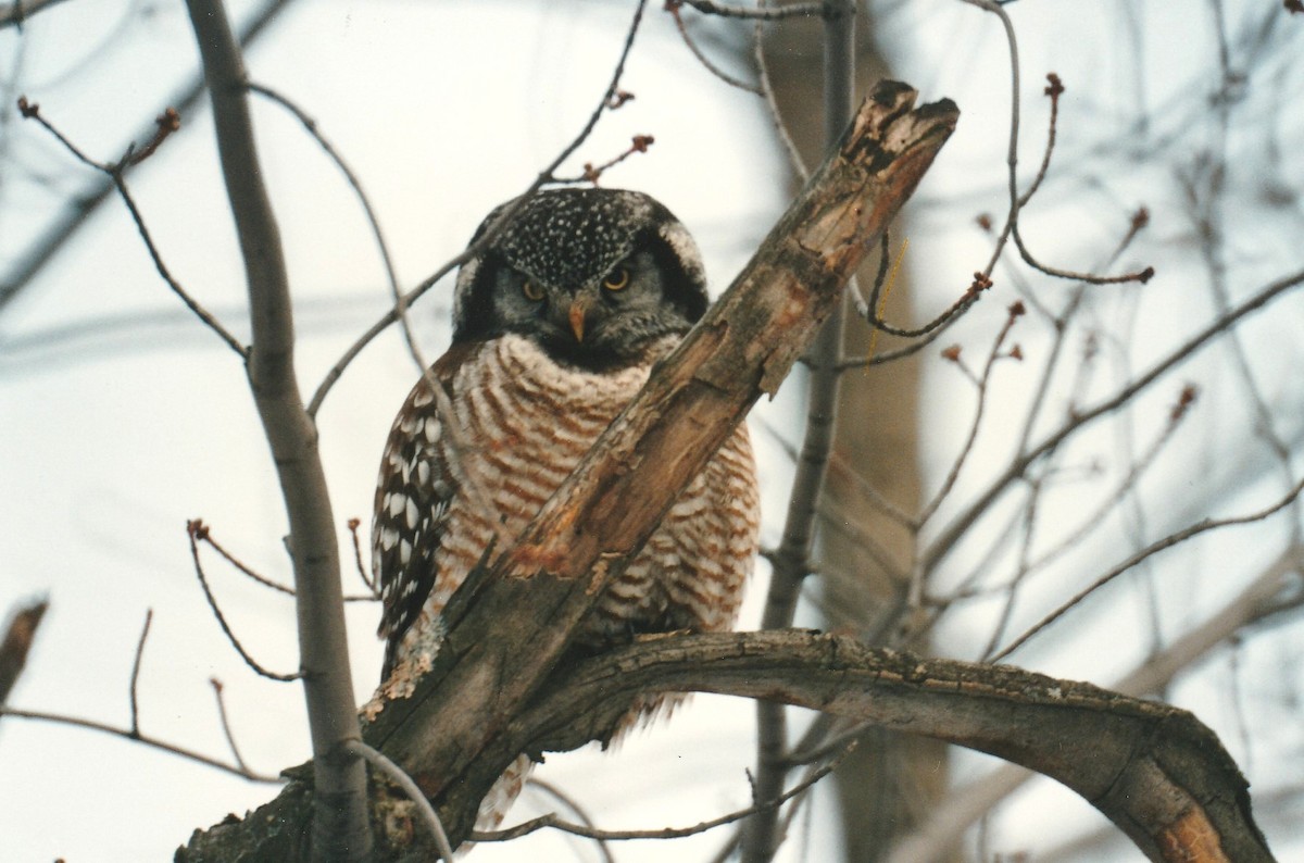 Northern Hawk Owl - ML71068591