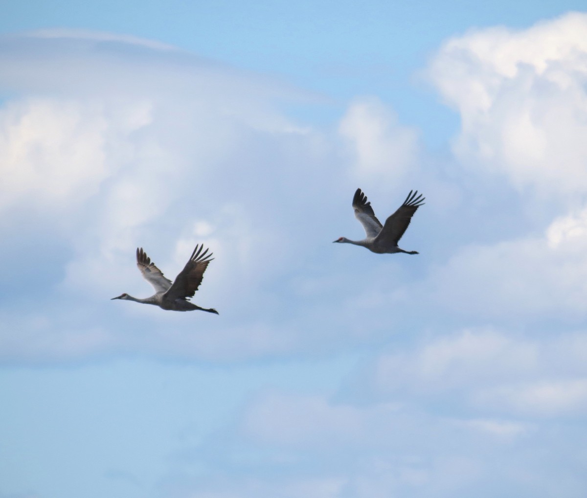 Sandhill Crane - ML71068841