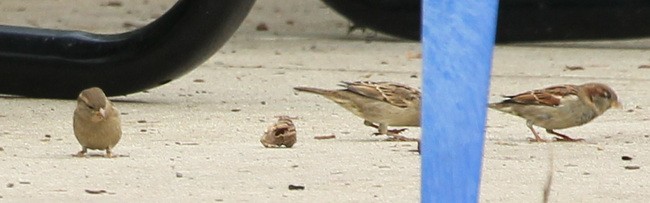 House Sparrow - ML71069761