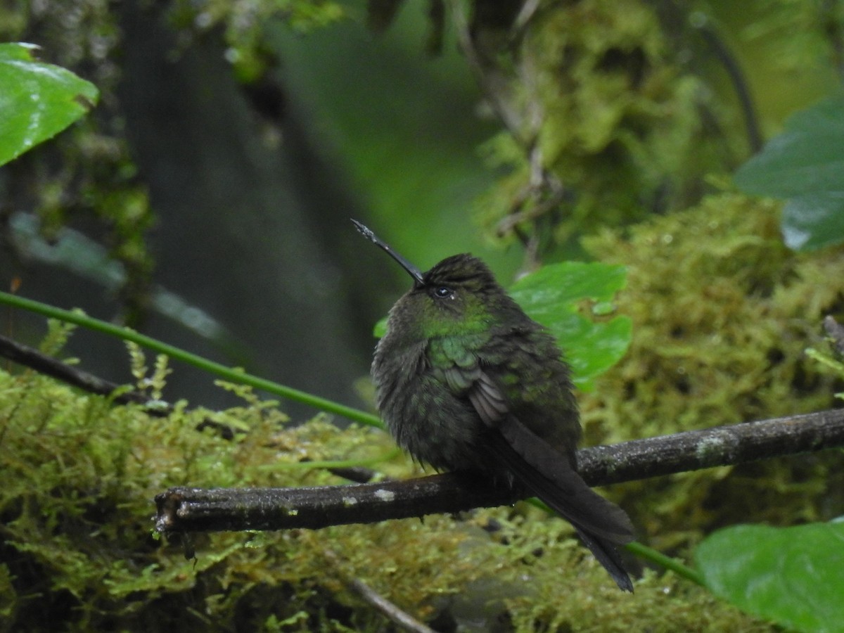 Greenish Puffleg - ML71069771