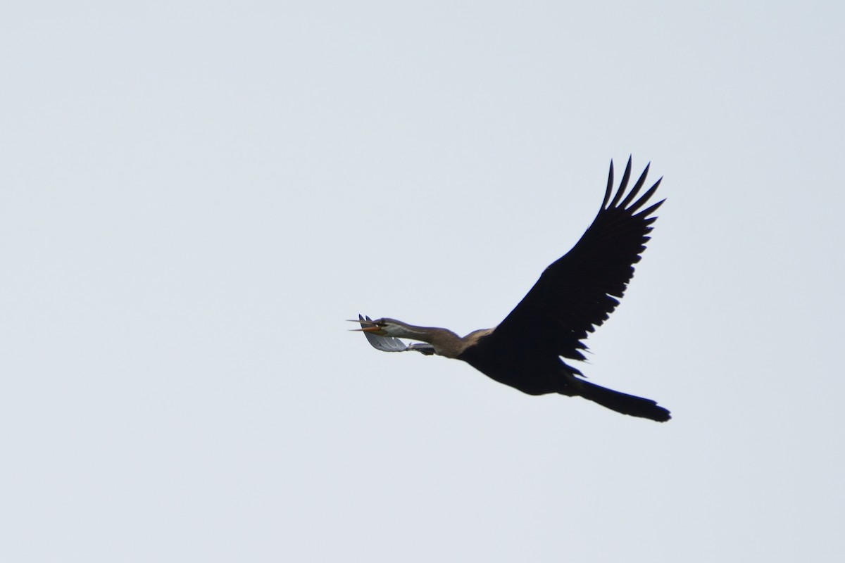 Oriental Darter - Sanjay Malik