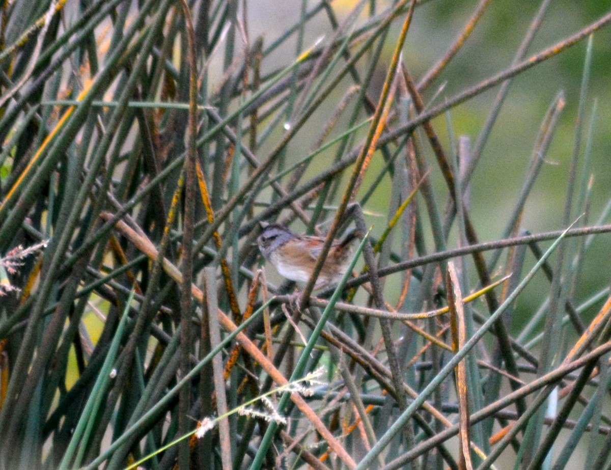 Swamp Sparrow - ML71071091