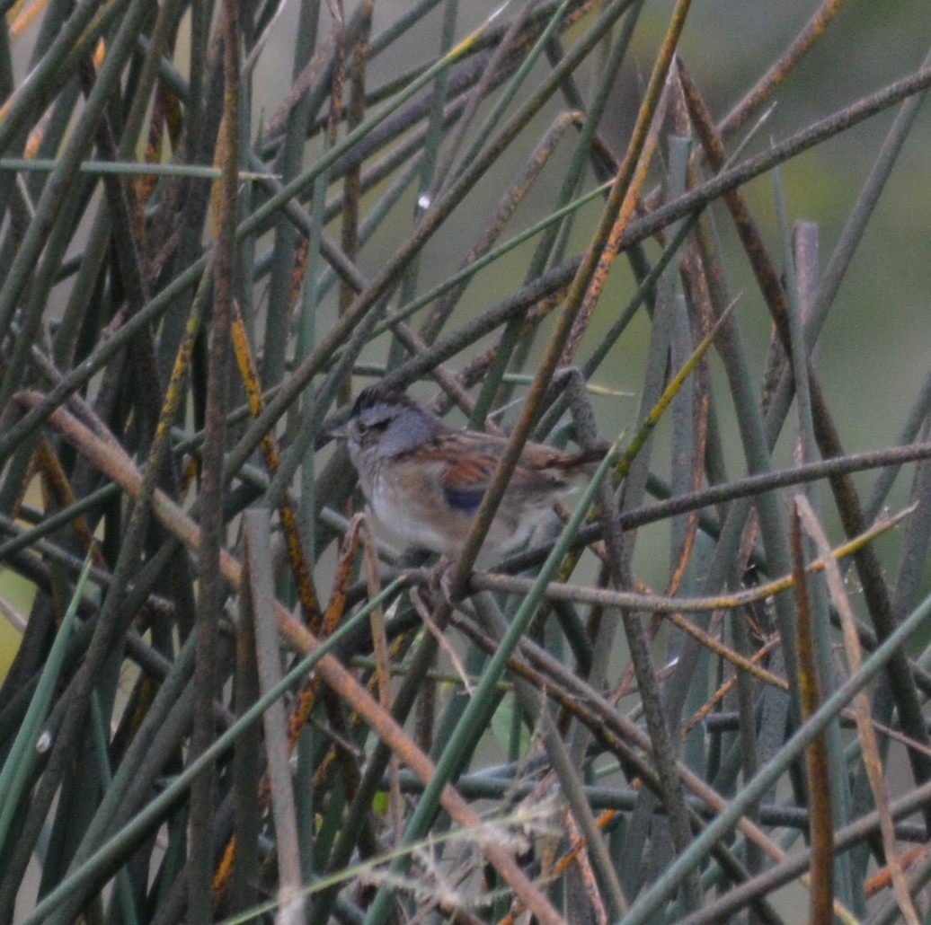 Swamp Sparrow - ML71071101