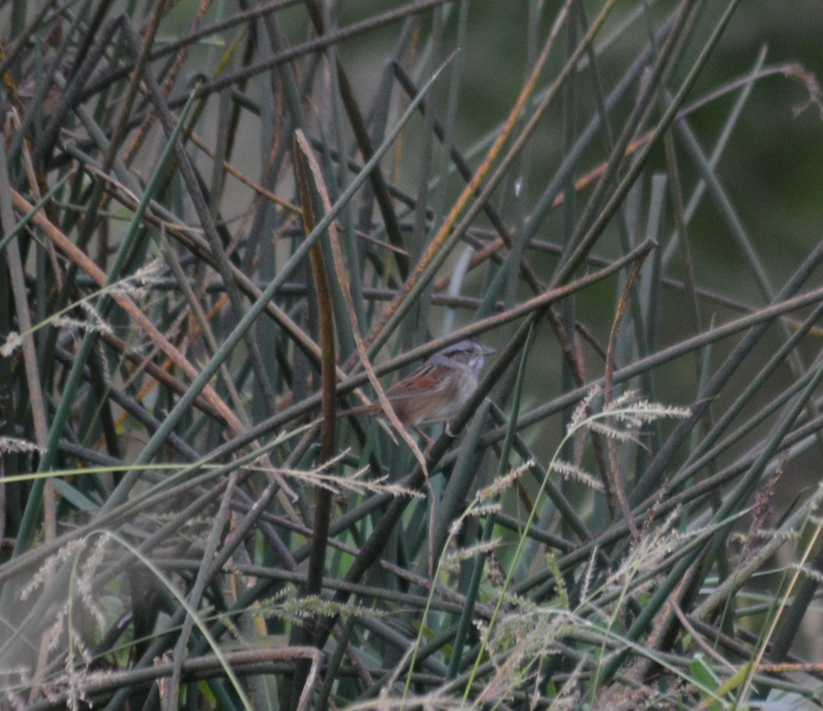 Swamp Sparrow - ML71071141