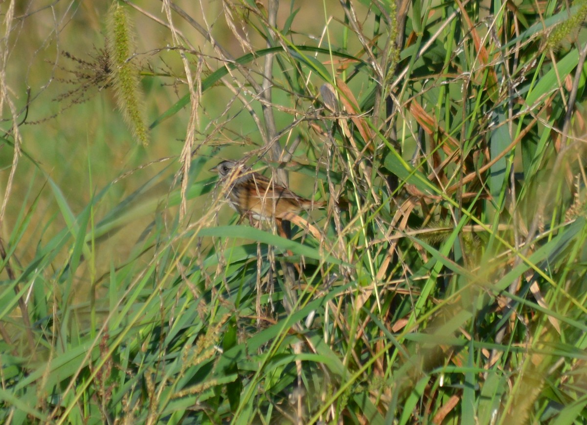 Swamp Sparrow - ML71071171