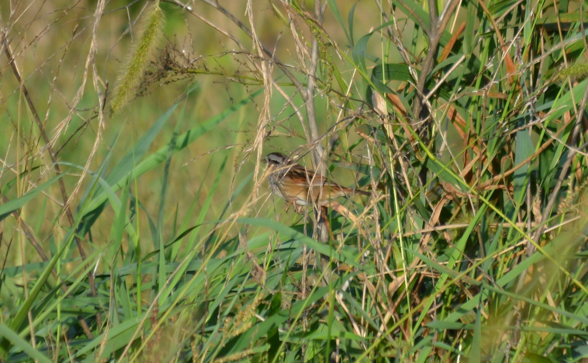 Swamp Sparrow - ML71071621