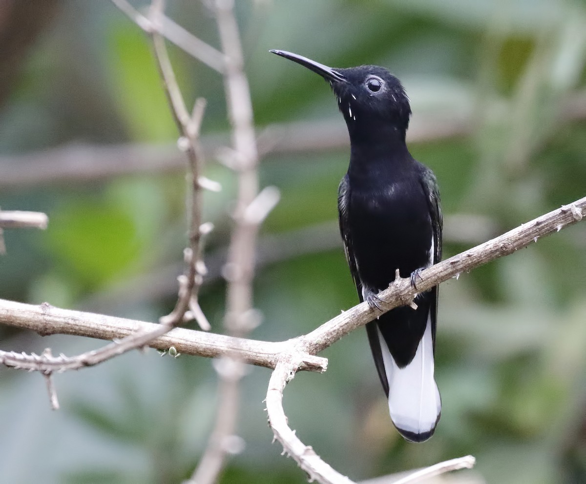 Colibrí Negro - ML71071631