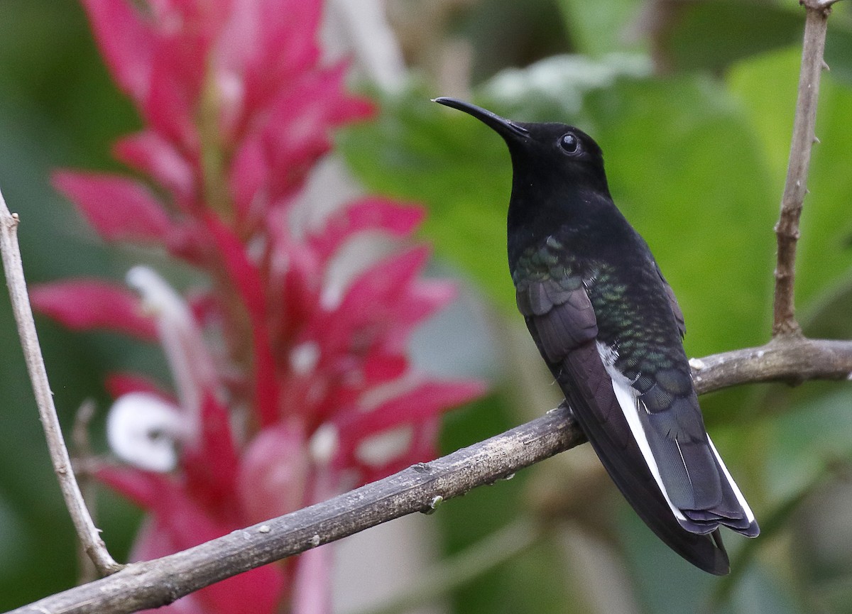 Colibrí Negro - ML71071641