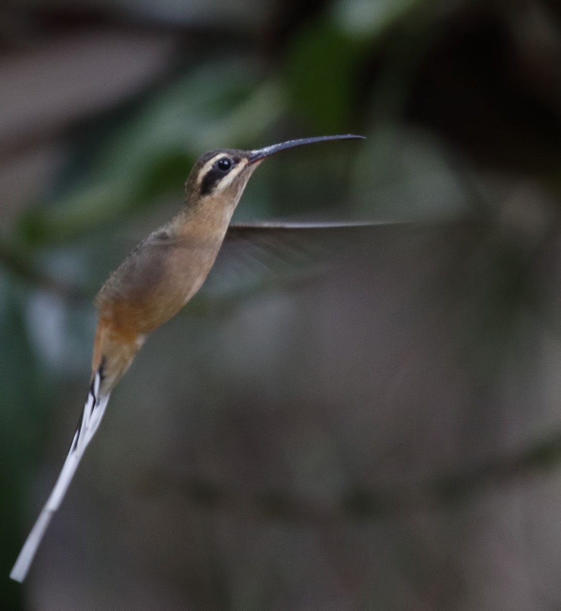 Planalto Hermit - Dave Curtis