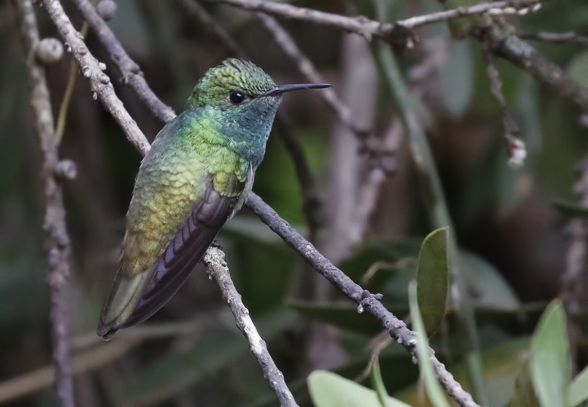 tupikolibri - ML71071831