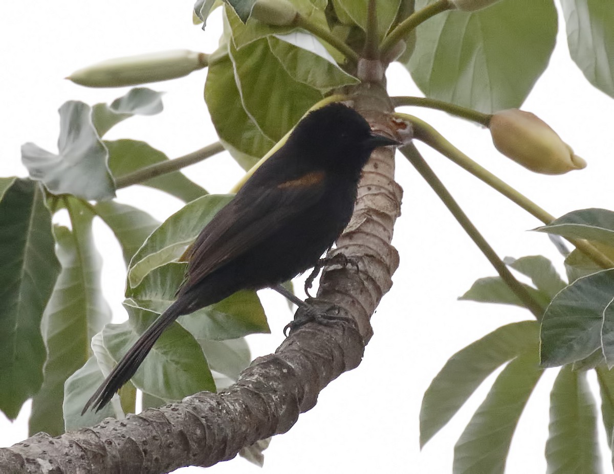 Variable Oriole - ML71071991