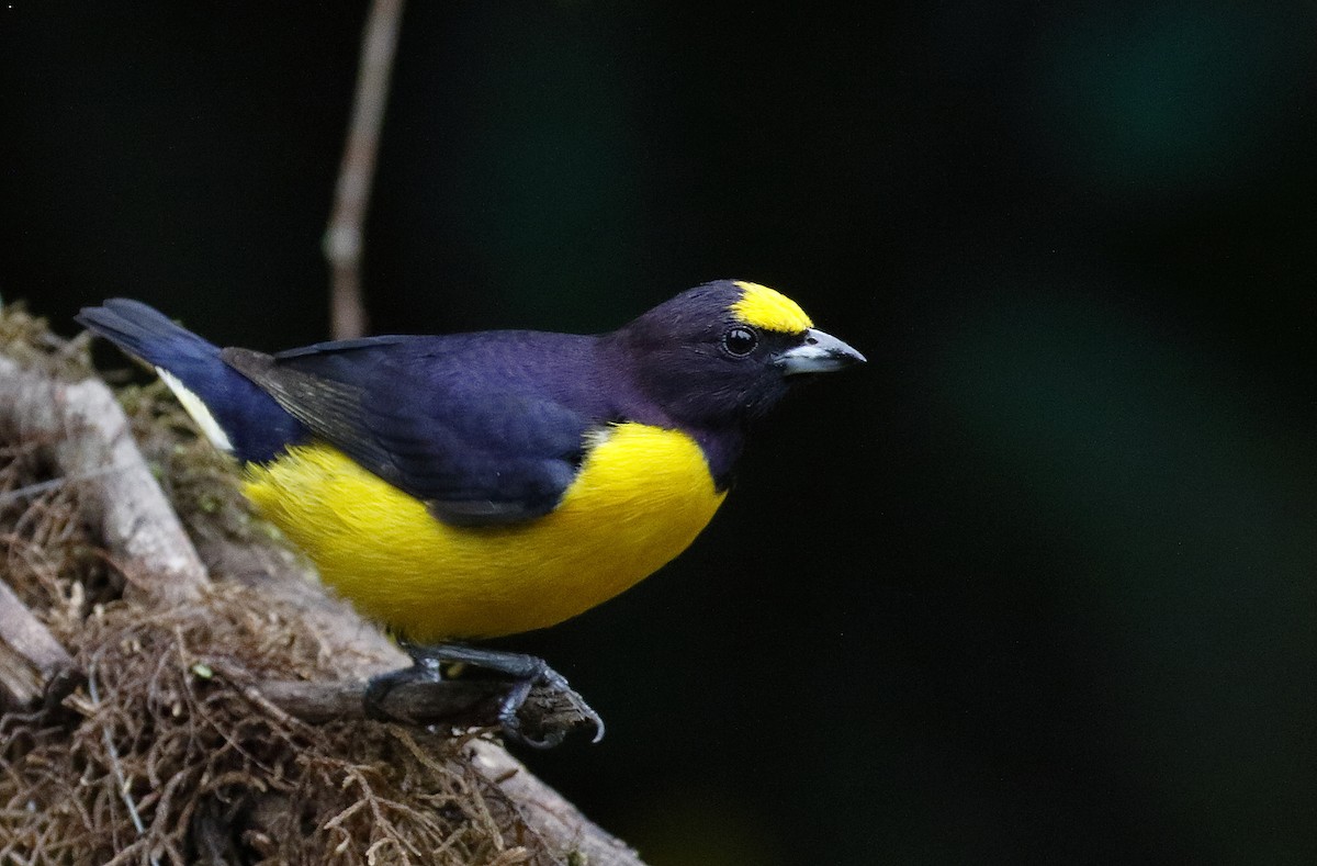 Purple-throated Euphonia - Dave Curtis